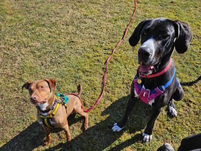 Muffin | Great Dane | Salisbury (Wiltshire) - 2