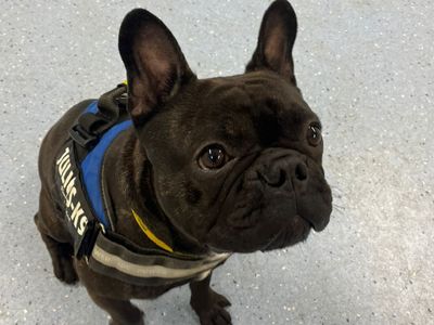 Odin | French Bulldog | Canterbury - 3