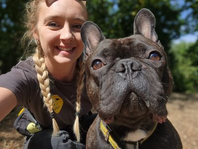 Odin | French Bulldog | Canterbury - 3