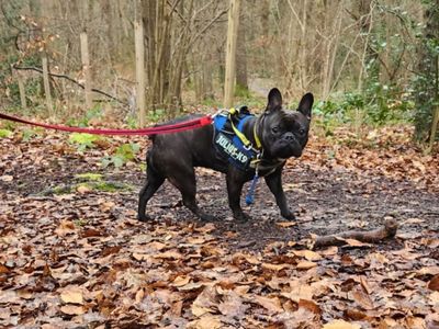 Odin | French Bulldog | Canterbury - 5