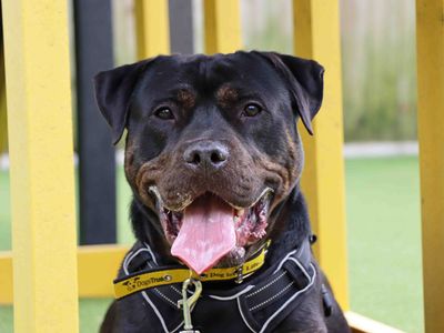Tank, a 4 years old male Mastiff X available for adoption from Dogs Trust in County Durham
