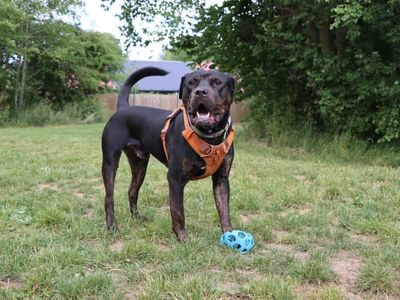Tank | Mastiff Cross | Darlington - 5