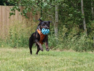 Tank | Mastiff Cross | Darlington - 3