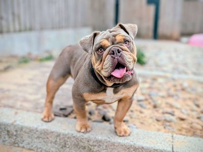 Nelly | Bulldog | Cardiff - 5