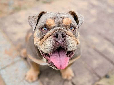 Nelly | Bulldog | Cardiff - 3