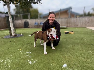 Alfie | Terrier (Staffordshire Bull) | Manchester - 2