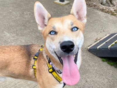 Ralphie | Siberian Husky Cross | Harefield West London - 3
