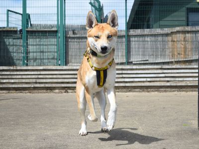 Ralphie | Siberian Husky Cross | Harefield West London - 5