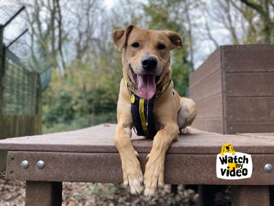 Nuche | Lurcher Cross | Ilfracombe - 3