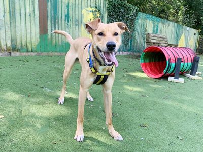 Nuche | Lurcher Cross | Leeds - 3