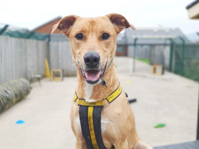 Nuche | Lurcher Cross | Leeds - 4