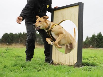 Nuche, a 3 years old male Lurcher X available for adoption from Dogs Trust in West Yorkshire