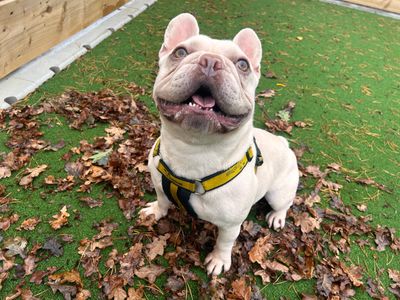 Fidget | French Bulldog | Ballymena (Northern Ireland) - 3