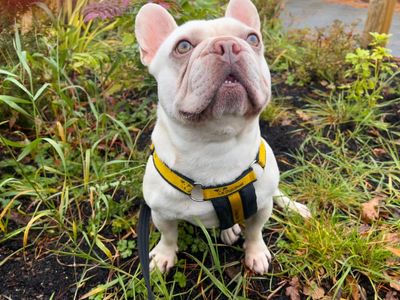 Fidget | French Bulldog | Ballymena (Northern Ireland) - 5