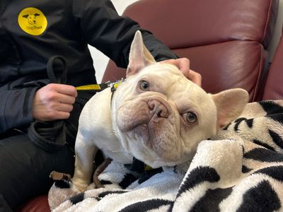 Fidget | French Bulldog | Ballymena (Northern Ireland) - 3