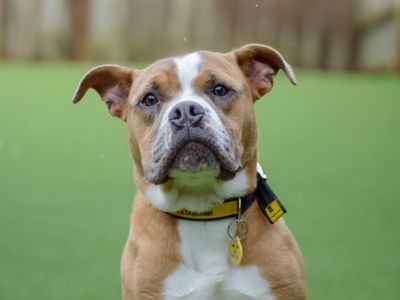 Wilson | Bulldog | Kenilworth (West Midlands) - 3