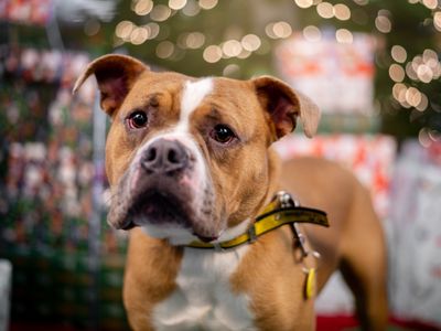 Wilson | Bulldog | Kenilworth (West Midlands) - 5