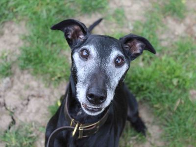 Dubbi | Whippet Cross | Darlington - 5