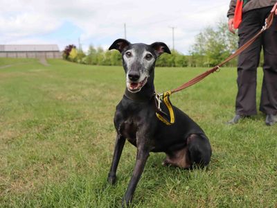 Dubbi | Whippet Cross | Darlington - 3