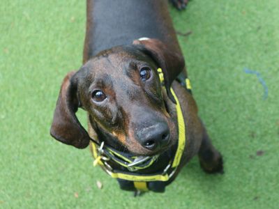 Ronnie | Dachshund (Smooth Haired) | Glasgow - 3