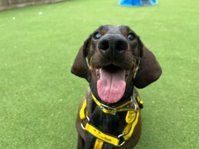 Ronnie | Dachshund (Smooth Haired) | Glasgow - 5