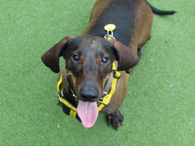 Ronnie | Dachshund (Smooth Haired) | Glasgow