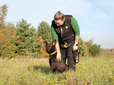 Levi | German Shepherd Dog Cross | Darlington - 4