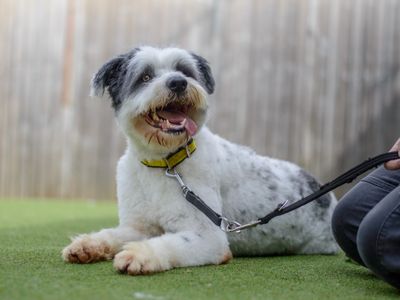 Foggy | Old English Sheepdog Cross | Kenilworth (West Midlands) - 3