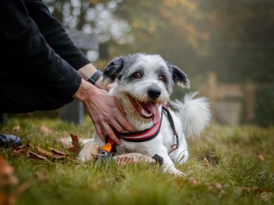 Foggy | Old English Sheepdog Cross | Kenilworth (West Midlands) - 5
