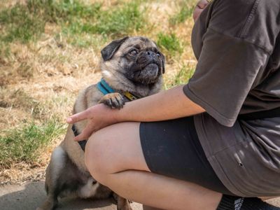 Winston | Pug | Loughborough - 5