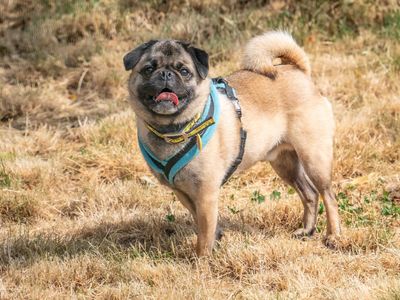 Winston | Pug | Loughborough - 3