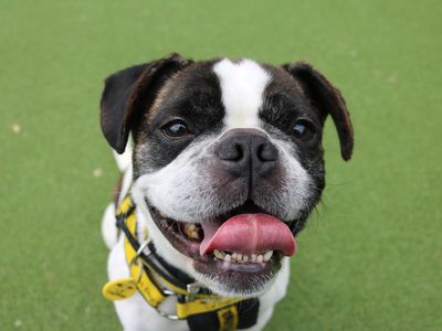 Fred | French Bulldog | Glasgow - 3