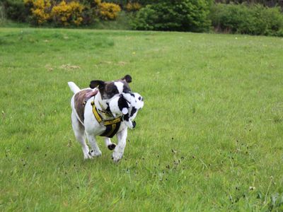 Fred | French Bulldog | Glasgow - 2