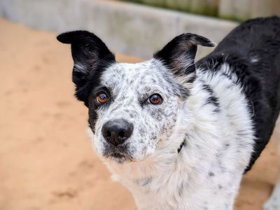 Daly | Collie (Border) | Cardiff - 3