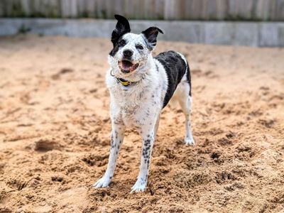Daly | Collie (Border) | Cardiff - 5