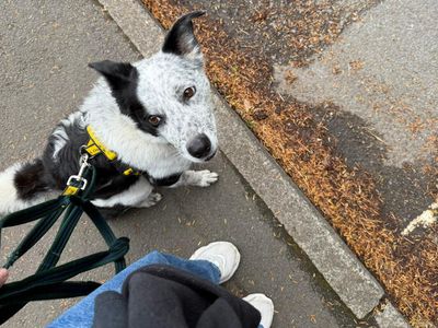 Daly | Collie (Border) | Cardiff - 3