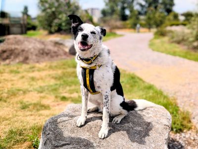 Daly | Collie (Border) | Cardiff - 5