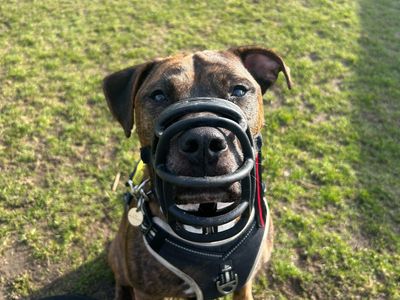 Chester | Terrier (Staffordshire Bull) | Snetterton (Norfolk) - 5