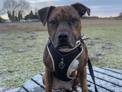 Chester | Terrier (Staffordshire Bull) | Snetterton (Norfolk) - 3