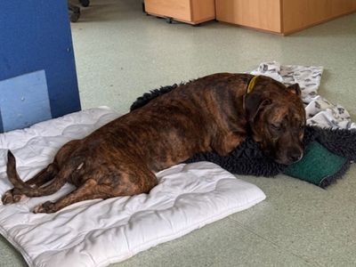 Chester | Terrier (Staffordshire Bull) | Snetterton (Norfolk) - 5