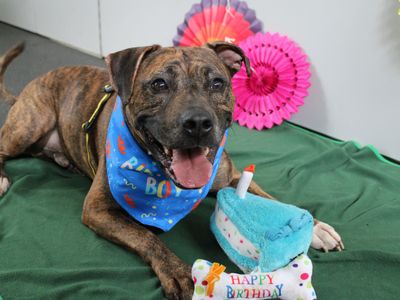 Chester | Terrier (Staffordshire Bull) | Snetterton (Norfolk) - 5