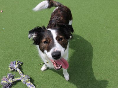 Rosie | Collie (Rough) Cross | Glasgow - 1
