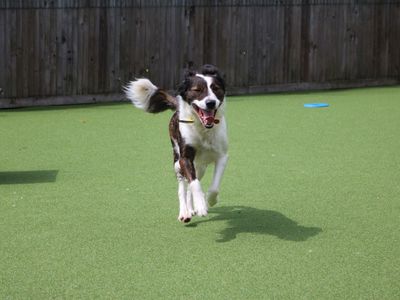 Rosie | Collie (Rough) Cross | Glasgow - 3