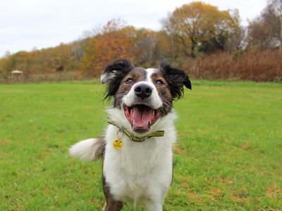 Rosie, a 6 years old female Collie available for adoption from Dogs Trust in Glasgow