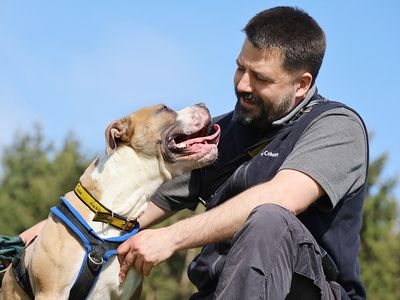 Buster | Terrier (Staffordshire Bull) Cross | Leeds - 3