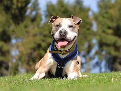 Buster | Terrier (Staffordshire Bull) Cross | Leeds - 5