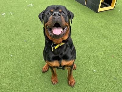 Branston | Rottweiler | Canterbury - 3