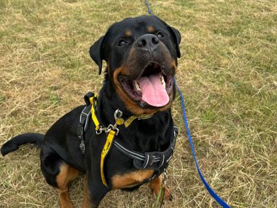Branston, a 3 years old male Rottweiler available for adoption from Dogs Trust in Kent
