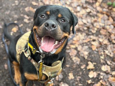 Branston — Rottweiler
