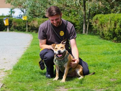 Jess | Terrier (Staffordshire Bull) | Manchester - 4